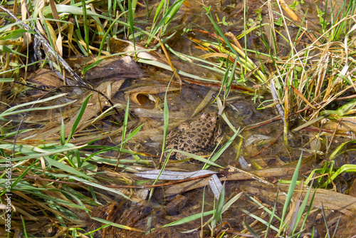 Frog in the lake. Toad. Big frog in the swamp.