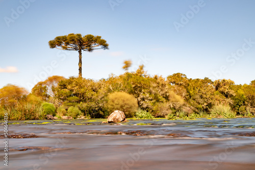 River with vegetation, rocks and Araucaria tree