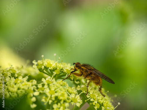 Yellow dung fly, Scathophaga stercoraria. photo