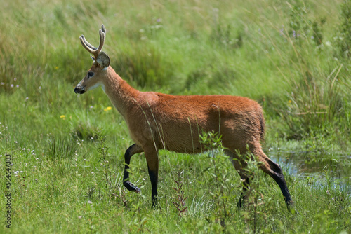 El ciervo de los pantanos (Blastocerus dichotomus) es el mayor de los cérvidos de América del Sur. Ciervo de los Pantanos en el Ibera.