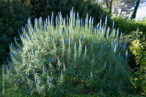 Large Echium candicans Fastuosum with blue flowers in a garden on the French riviera in April photo