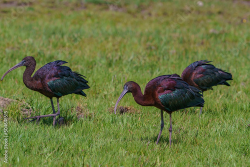 The glossy ibis (Plegadis falcinellus) is a wading bird in the ibis family Threskiornithidae. Glossy ibises feed in very shallow water and nest in freshwater.