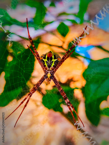 Female is about 8-12 mm long and male is 3.5-4.5 mm. After Cephalothorax greyish brown with hairs. Sternum heart shaped with hairy pubescent white patch. Palps bear spines. Legs greyish brown and hair photo