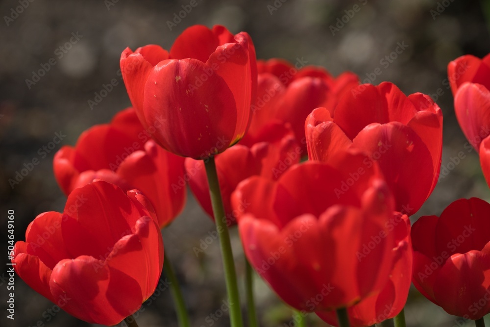 Red tulip in the garden on a floral background. Red tulip in the garden on a floral background.