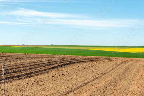 Fields of rapeseed and wheat in the countryside in spring.