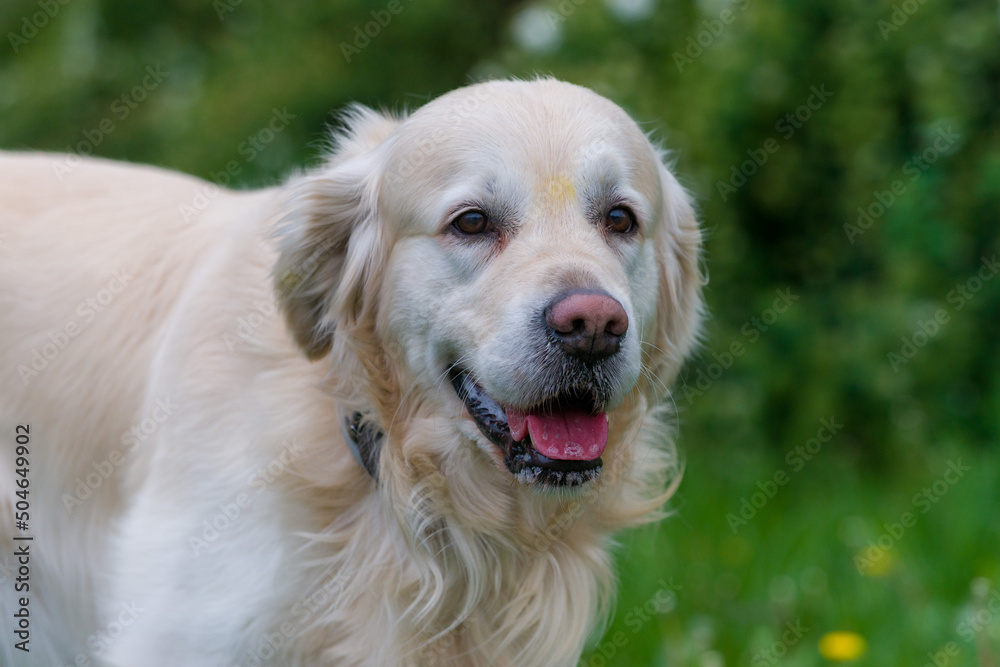 pies Golden Retriever na spacerze 