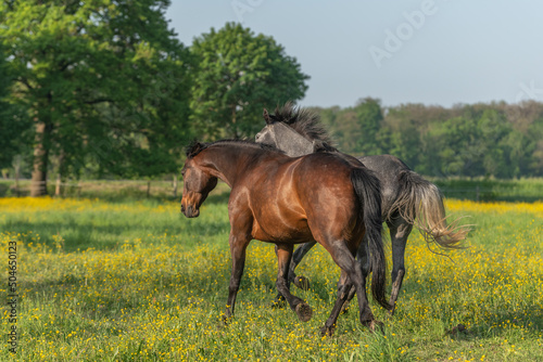 Horses in meadow flowering with golden bud. © bios48