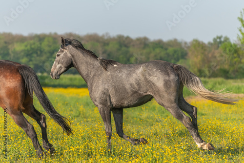 Horses in meadow flowering with golden bud.