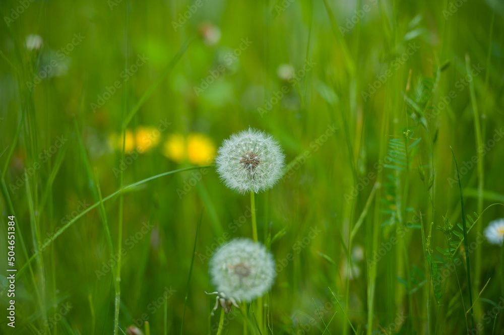 dandelion on green grass, Closed Bud of a dandelion. Dandelion white flowers in green grass.
