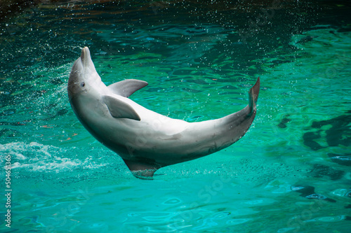 dolphin in the water in motion  the dolphin does somersaults in the pool