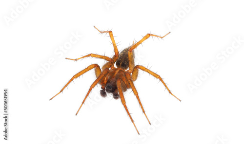 Mediterranean funnel weaver spider isolated on white background, Lycosoides coarctata male photo