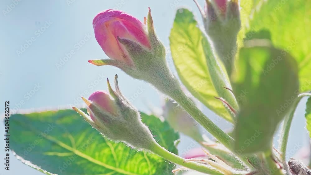 Apple flowers blossoming against branches of the tree. Apple flowers blossoming against branches of the tree.