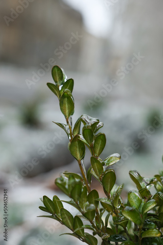 Bush with green leaves in ice glaze outdoors on winter day  closeup