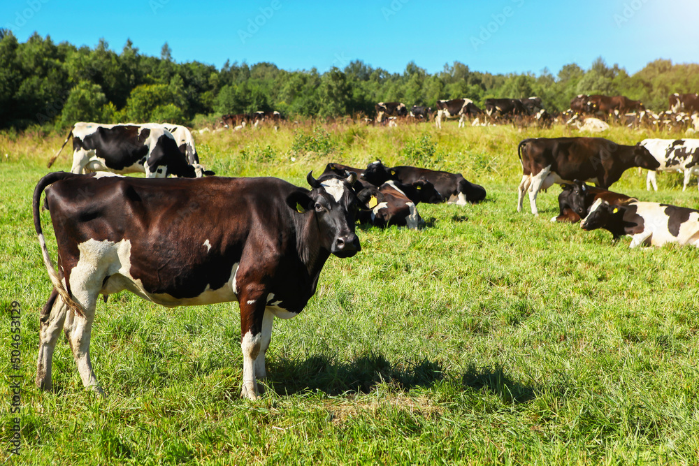 Black and white cows graze on a green meadow with lush grass, in clear sunny weather, against a blue sky. Black and white cows graze on a green meadow with lush grass, in clear sunny weather, against a blue sky.
