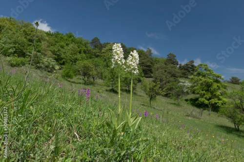 Yellow variation of Orchis militaris from Malhotky Nature reserve, Nevojice, Czech Republic