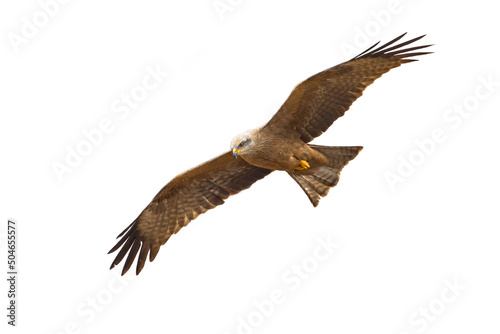 Black kite flying