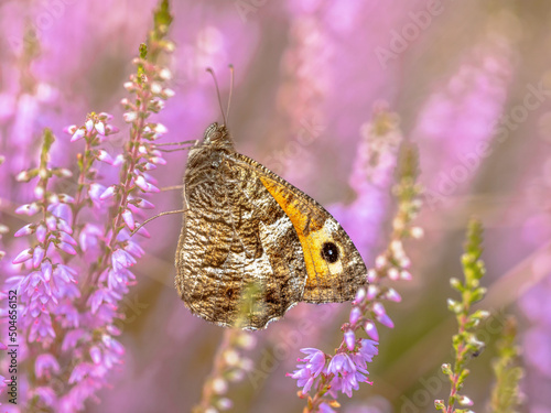 Rock grayling butterfly on heath photo