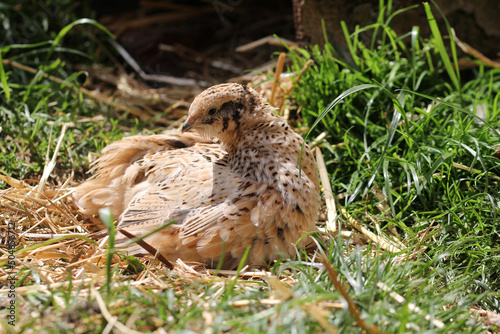 Laying quail in a habitat suitable for the species