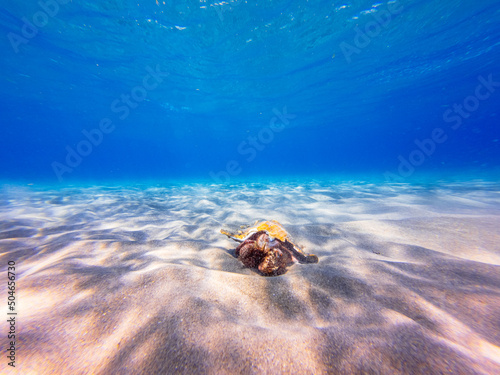 underwater view of hermit crab with conch shell in ocean