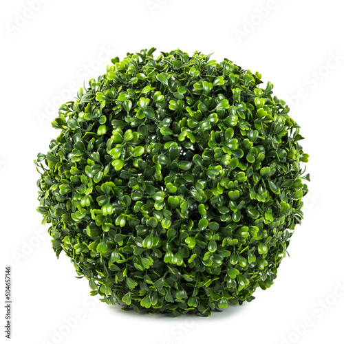 Cuadro en lienzo Artificial boxwood ball topiary bush tree