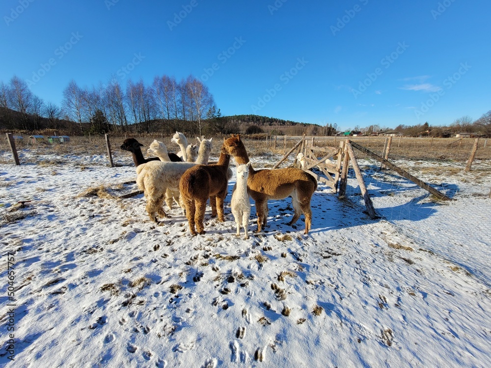 Alpaki na pastwisku w zimie