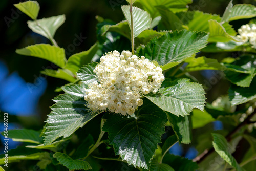 Selective focus of white flower Sorbus aria on the tree with green leaves, The whitebeams are members of the family Rosaceae, Comprising subgenus Aria of genus Sorbus, Nature floral background. photo