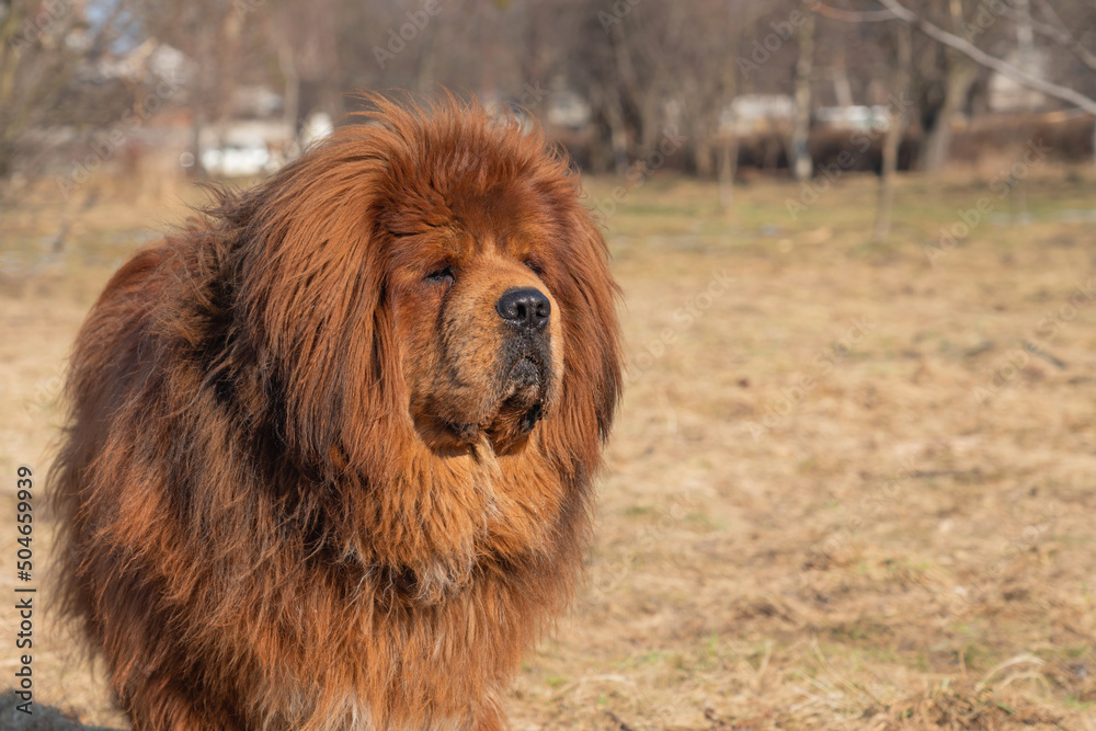 Dog breed tibetan mastiff. Animal is standing on the lawn Dog breed tibetan mastiff. Animal is standing on the lawn
