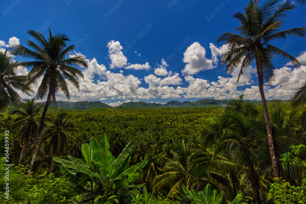 Fototapeta premium Tropical palm trees forest under the blue sky with white clouds