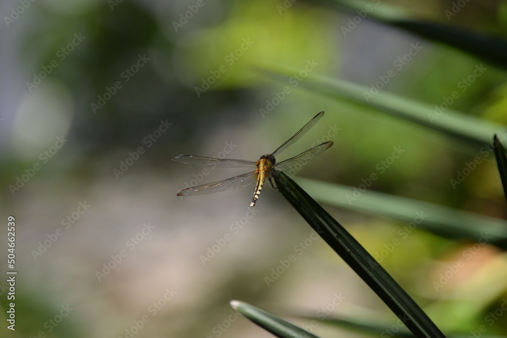 macro back view of a dragonfly with green background macro back view of a dragonfly with green background