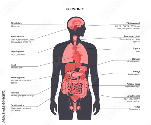 Hormones in human body