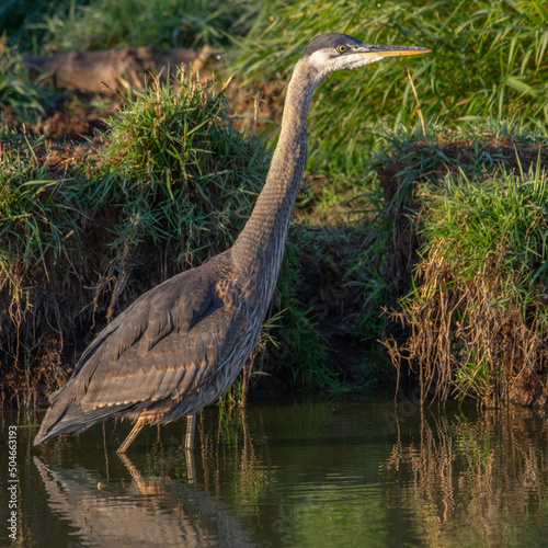 Looking for Lunch - Great Blue Heron (Ardea herodias) hunting. McFadden Marsh, Finley National Wildlife Refuge, Oregon. photo