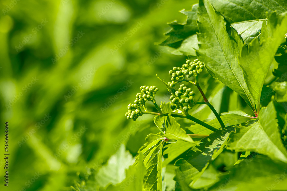 Young green grapes close up. Growing grapevine for making wine. Young green grapes close up. Growing grapevine for making wine.