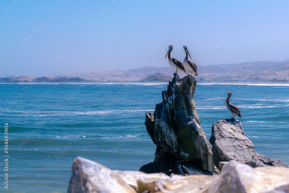 Gaviota peruana y pelícanos mirando a la playa en una gran roca