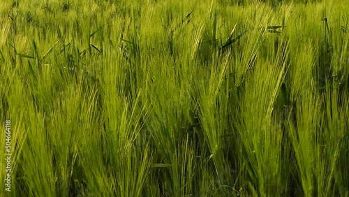 Background of a green grass on the wind in slowmotion. Green grass flower texture