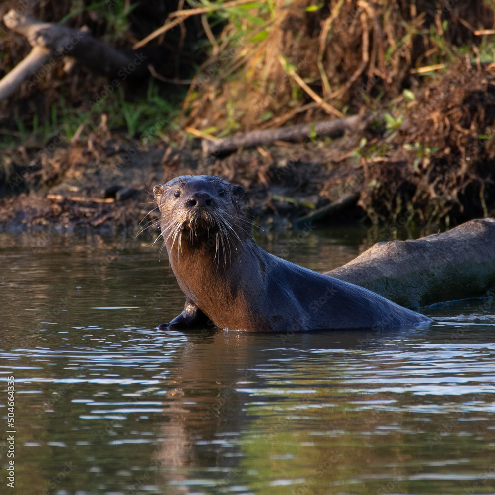 Fototapeta premium Whos' That? - River Otter (Lontra canadensis) partially out of water, leaning on long, looking straight ahead. McFadden Marsh, Finley National Wildlife Refuge, Oregon.
