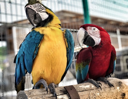 blue and yellow macaw © Людмила Евстратова