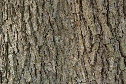 ヒマラヤスギ（ヒマラヤシーダー）の樹皮、学名： Cedrus deodara photo