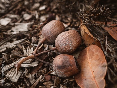Gumnuts on the ground photo