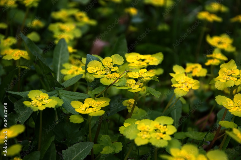 Obraz premium листочки. цветочки. весна. leaves. flowers. spring.