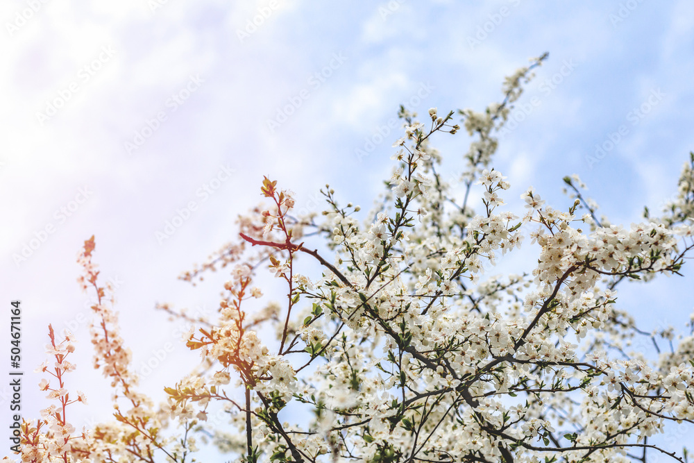 Branches of a flowering tree with soft focus on a blue sky background with white clouds and copy space. A beautiful image of spring nature Branches of a flowering tree with soft focus on a blue sky background with white clouds and copy space. A beautiful image of spring nature