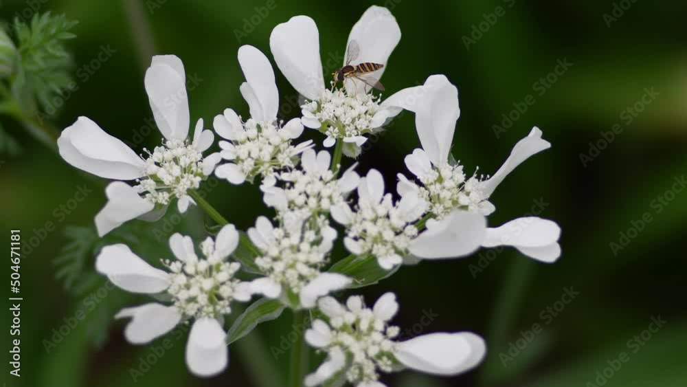 Tokyo, Japan - May 15, 2022: Closeup of Orlaya white flowers in spring
Tokyo, Japan - May 15, 2022: Closeup of Orlaya white flowers in spring