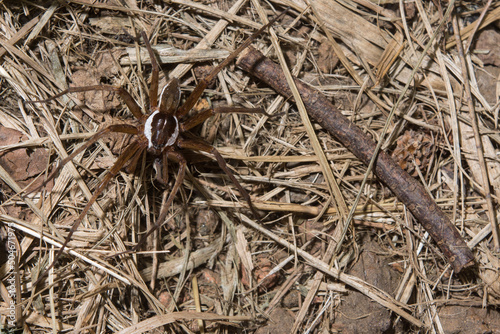 Fishing Spider on the Forest Floor in Queensland, Australia.