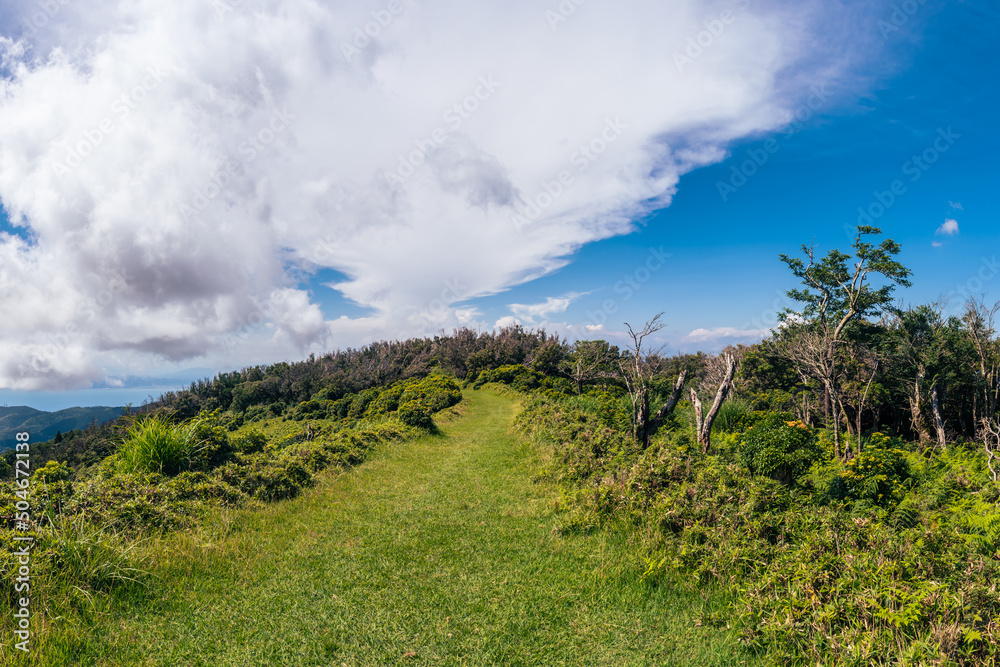 Obraz premium 夏の伊豆山稜線歩道の風景