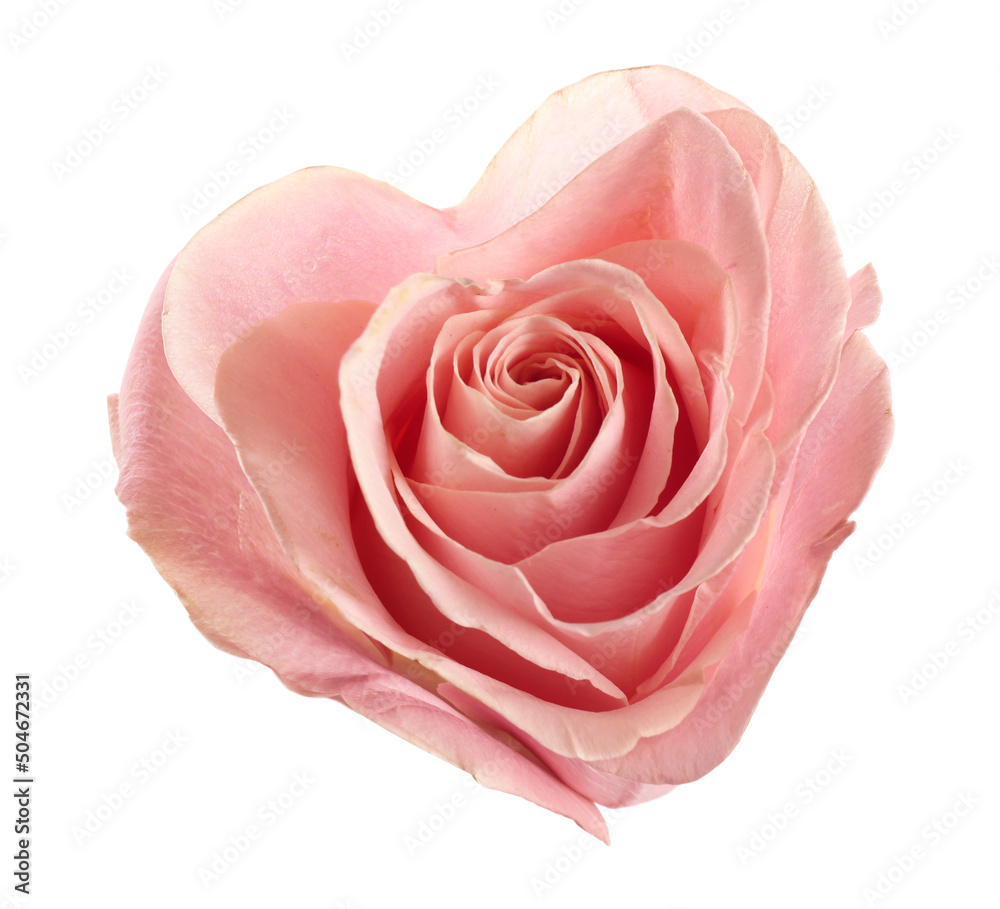 Naklejka premium Beautiful pink rose in shape of heart on white background