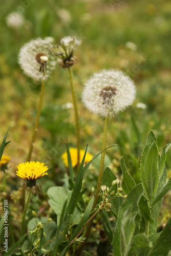 Beautiful dandelion flowers with green leaves growing outdoors  closeup