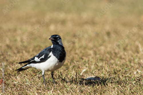 Magpie-Lark in a Field in the Atherton Tablelands in Queensland, Australia. photo