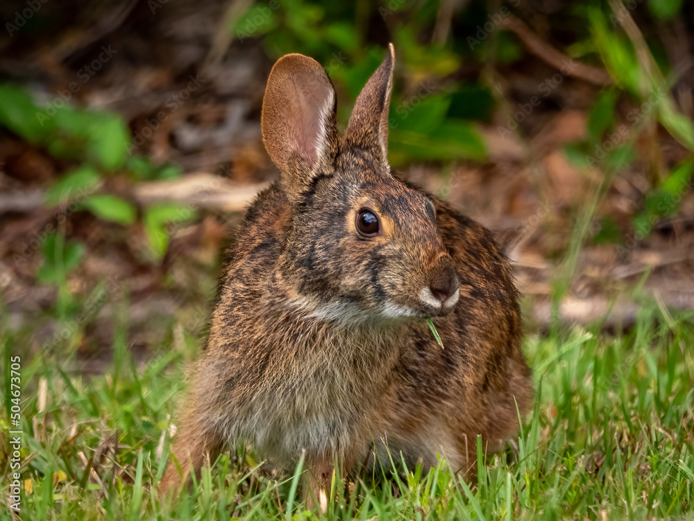 Fototapeta premium eastern cottontail rabbit sitting in the grass