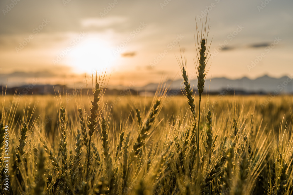 夕日に照らされた小麦畑