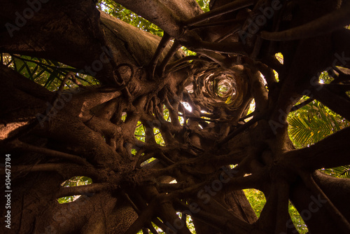 Hollow Interior of a Mature Strangler Fig (Queensland Australia)