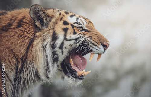 Fotobehang Portrait of a beautiful tiger and copy space. Snarling tiger